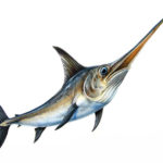 Pesce Spada del Mediterraneo